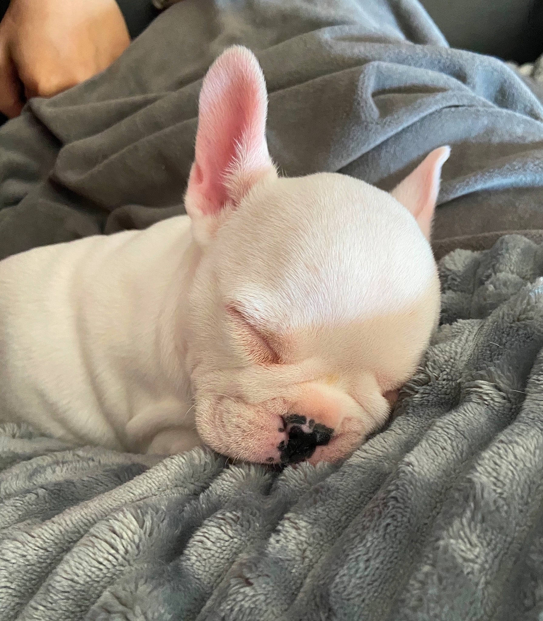 Joyka a rejoint le concours — aidez-le/la à gagner de superbes lots ! canidae, carnivore, comfort, companion_dog, dog_breed, domestic_pig, fawn, flesh, head, leg, nail, nap, non_sporting_group, sleep, snout, suidae, terrestrial_animal, thumb, wrinkle