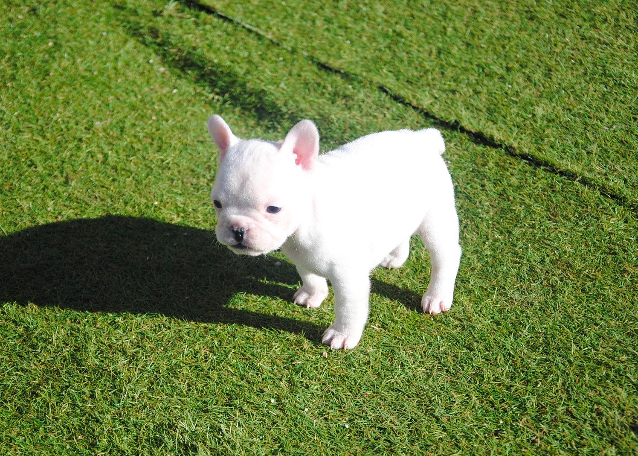 Joyka a rejoint le concours — aidez-le/la à gagner de superbes lots ! artificial_turf, canidae, carnivore, companion_dog, dog, dog_breed, fawn, flooring, grass, grassland, groundcover, lawn, plant, snout, sporting_group, tail, terrestrial_animal, toy_dog, whiskers, working_animal