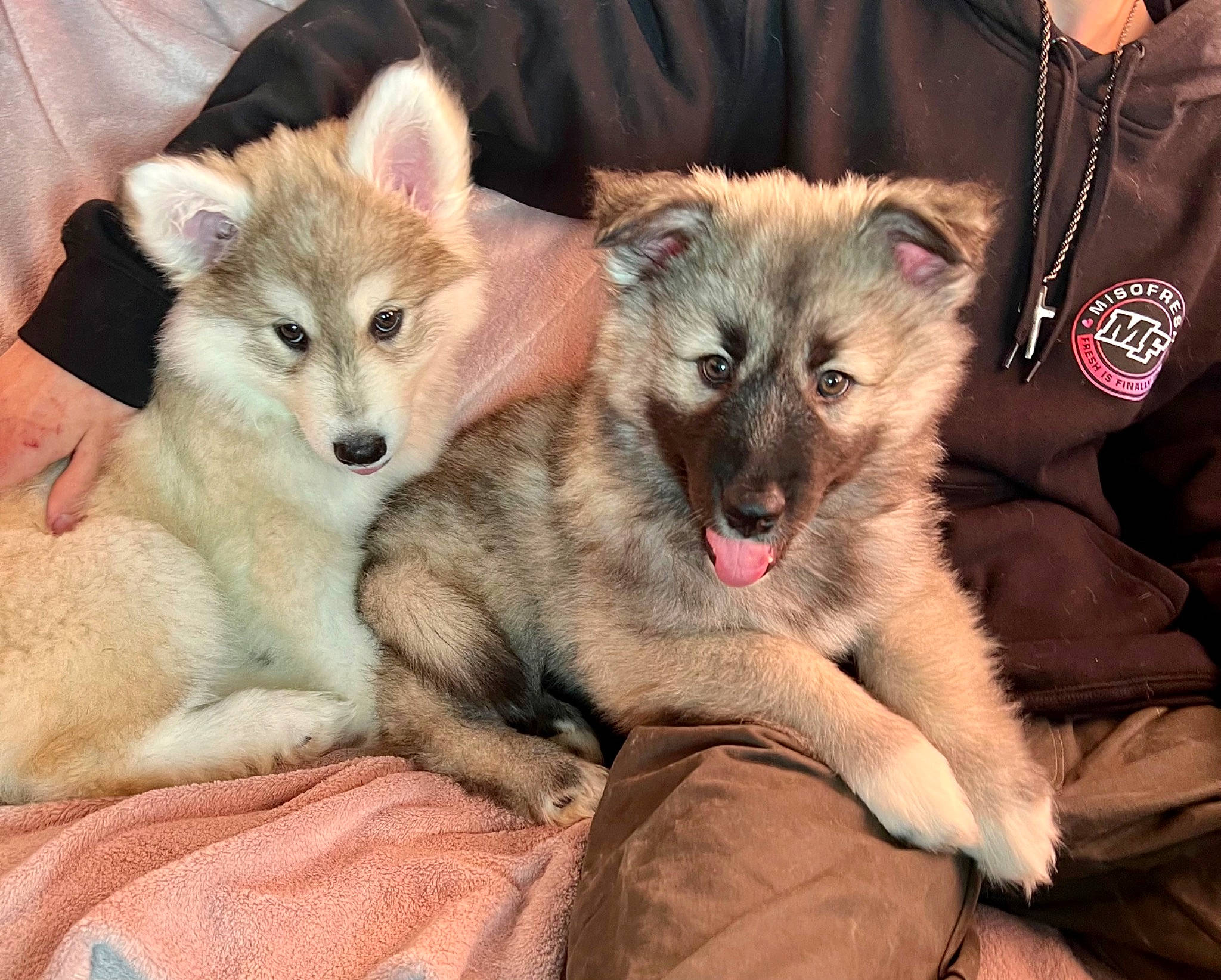 Akira is registered to the contest to win money with this photo: ancient_dog_breeds, canidae, canis, carnivore, companion_dog, dog, dog_breed, fawn, fur, puppy, snout, sporting_group, street_dog, terrestrial_animal, whiskers, wildlife, wolf, working_dog