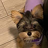 dog, puppy, purple_sweater, small_dog, curious, fur, ears, floor, wooden_floor, indoor, pet, cute, looking_up, adorable, animal, domestic_animal, tail, companion, young_dog, friendly