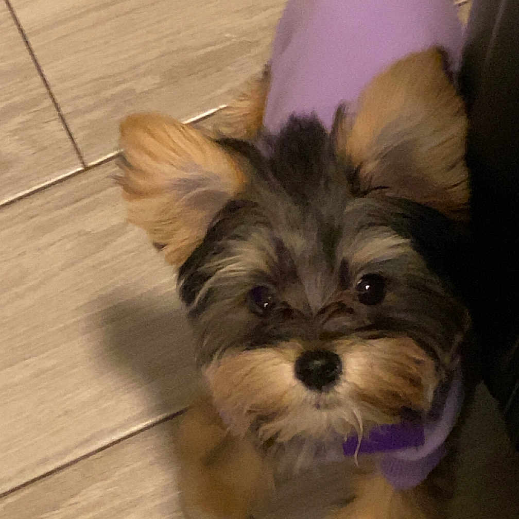 Chloe is registered to the contest to win money with this photo: dog, puppy, purple_sweater, small_dog, curious, fur, ears, floor, wooden_floor, indoor, pet, cute, looking_up, adorable, animal, domestic_animal, tail, companion, young_dog, friendly