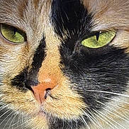Buzzy Bae is registered to the contest to win money with this photo: animal, black_fur, calico_cat, cat, close_up, cute, domestic_animal, eye_detail, face, feline, fur, green_eyes, macro, mammal, nose, orange_fur, pet, portrait, whiskers, white_fur