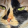 animal, black_fur, calico_cat, cat, close_up, cute, domestic_animal, eye_detail, face, feline, fur, green_eyes, macro, mammal, nose, orange_fur, pet, portrait, whiskers, white_fur