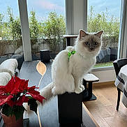 Tweety a rejoint le concours — aidez-le/la à gagner de superbes lots ! cat, indoor, living_room, speaker, poinsettia, plant, window, furniture, table, flooring, harness, pet, fluffy, white_cat, blue_eyes, modern, decor, cozy, daylight, houseplant