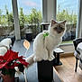 cat, indoor, living_room, speaker, poinsettia, plant, window, furniture, table, flooring, harness, pet, fluffy, white_cat, blue_eyes, modern, decor, cozy, daylight, houseplant