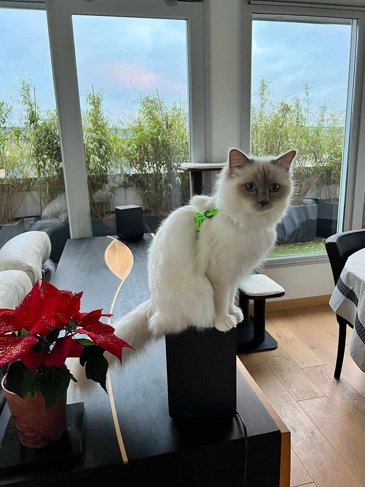 Tweety a rejoint le concours — aidez-le/la à gagner de superbes lots ! cat, indoor, living_room, speaker, poinsettia, plant, window, furniture, table, flooring, harness, pet, fluffy, white_cat, blue_eyes, modern, decor, cozy, daylight, houseplant