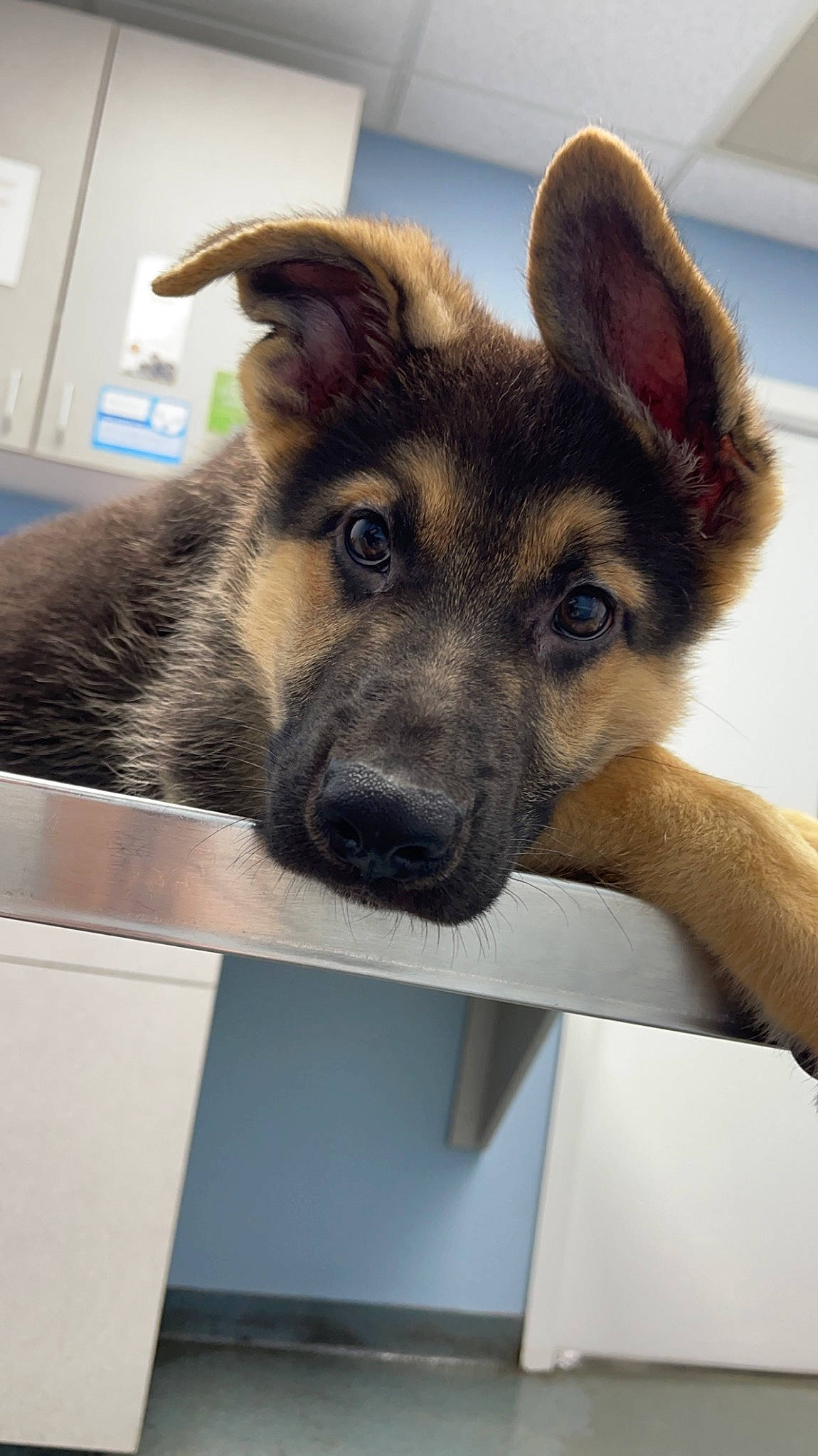 Dallas joined the competition — help win amazing prizes! canidae, carnivore, companion_dog, dog, dog_breed, ear, eye, fawn, fur, head, herding_dog, jaw, rectangle, snout, sporting_group, square, terrestrial_animal, whiskers, working_animal, working_dog