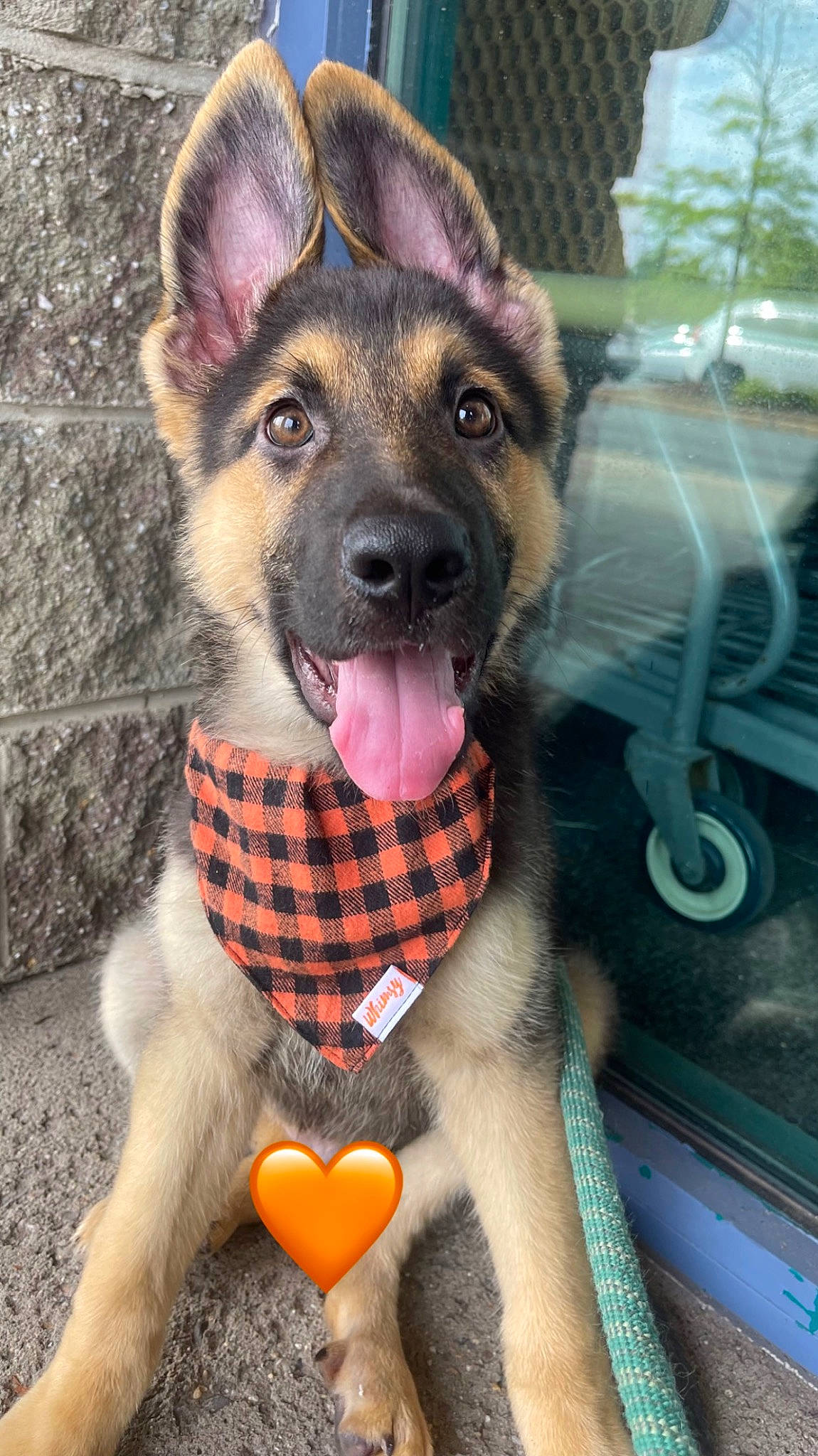 Dallas joined the competition — help win amazing prizes! canidae, canis, carnivore, collar, companion_dog, dog, dog_breed, dog_clothes, dog_collar, dog_supply, fawn, fur, german_shepherd_dog, herding_dog, leash, paw, pet_supply, snout, sporting_group, working_animal