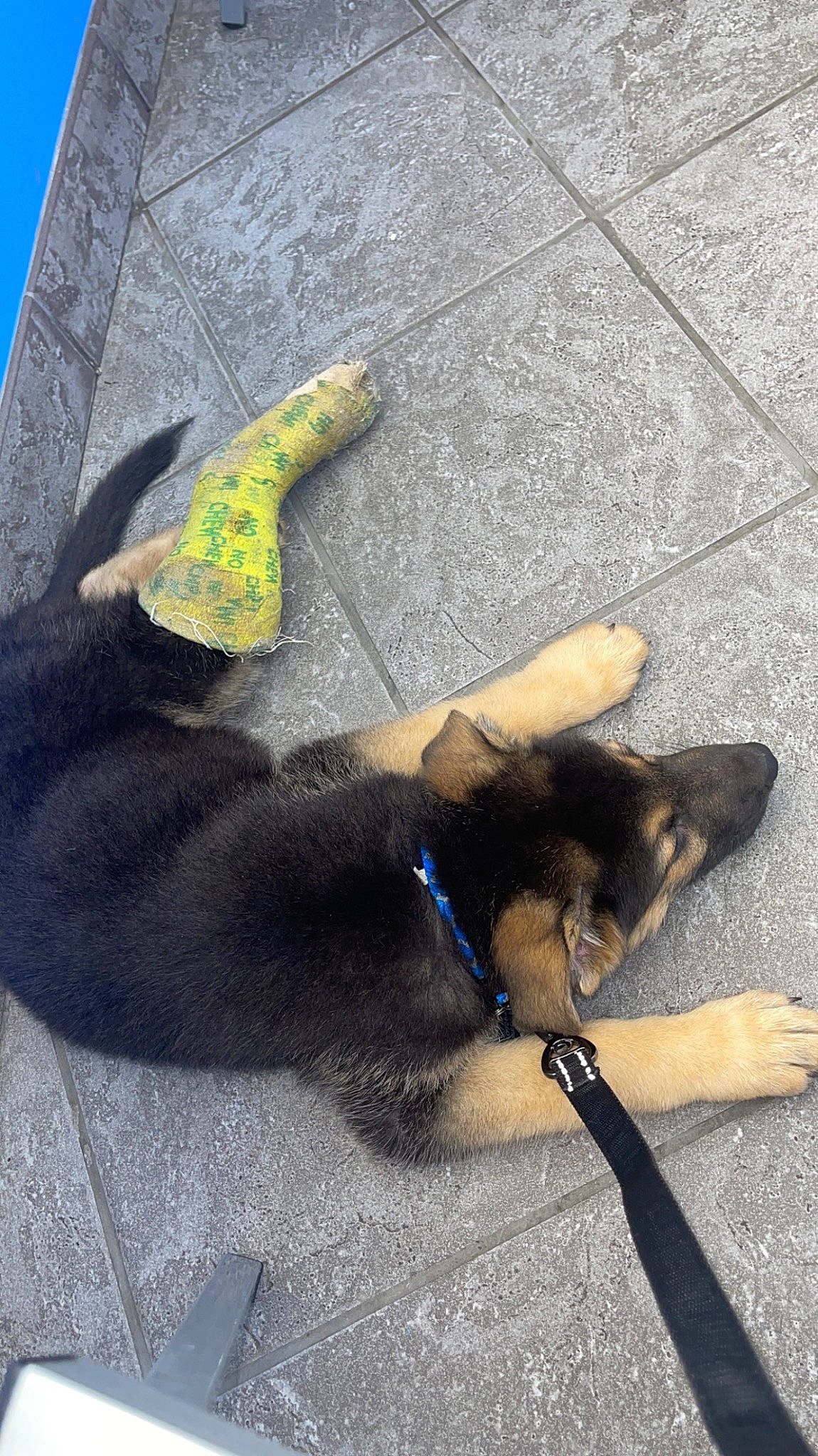 Dallas joined the competition — help win amazing prizes! asphalt, carnivore, collar, companion_dog, dog, dog_breed, dog_collar, dog_supply, electric_blue, fashion_accessory, fawn, gesture, leash, pet_supply, road_surface, sidewalk, snout, sporting_group, tail, working_animal