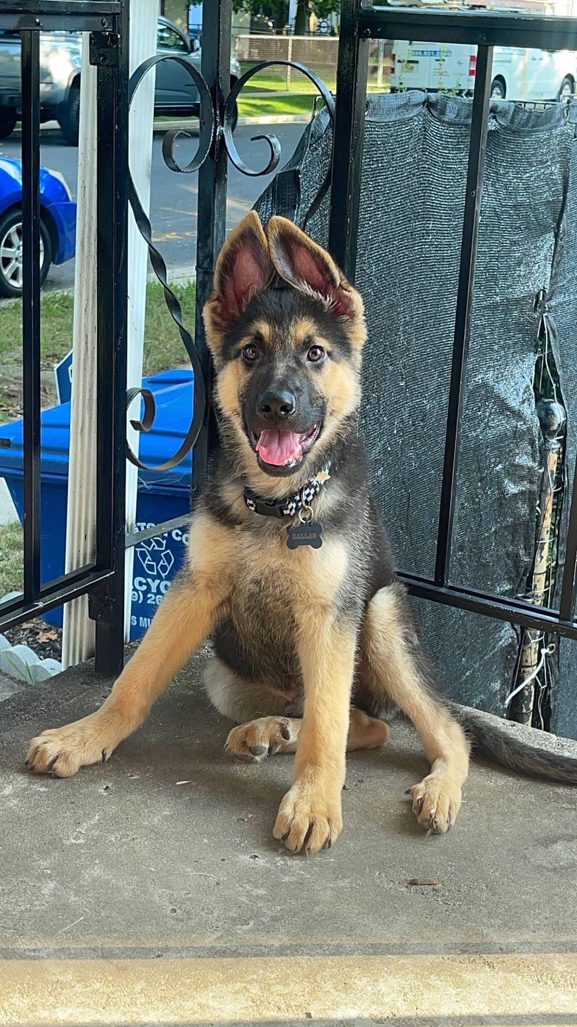 Dallas is registered to the contest to win money with this photo: canidae, carnivore, collar, companion_dog, dog, dog_breed, dog_collar, fawn, fence, fur, german_shepherd_dog, guard_dog, herding_dog, law_enforcement, old_german_shepherd_dog, paw, snout, sporting_group, street_dog, working_animal