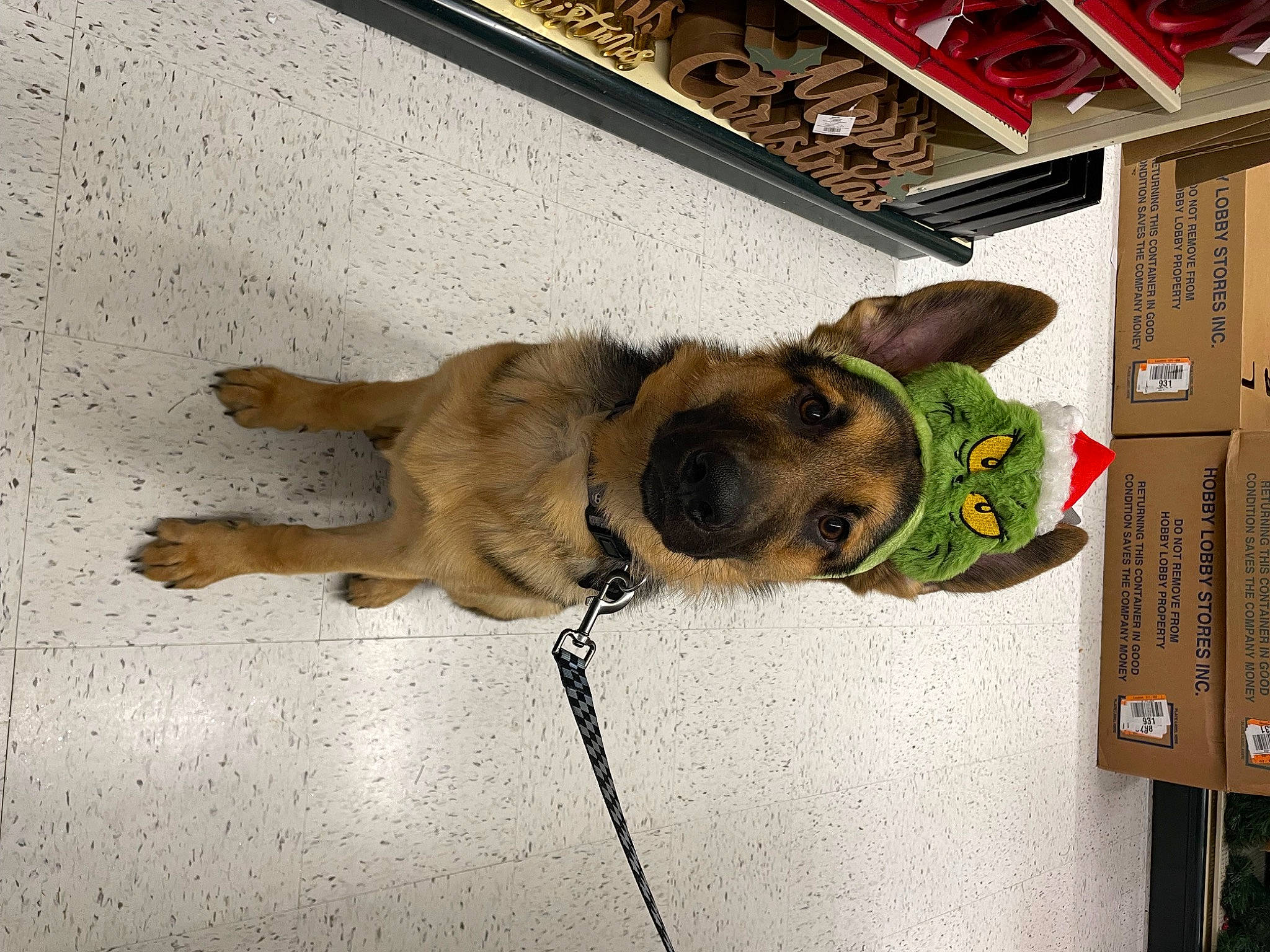 Dallas joined the competition — help win amazing prizes! canidae, carnivore, collar, companion_dog, dog, dog_breed, dog_collar, dog_supply, fawn, fur, non_sporting_group, paw, pet_supply, snout, sporting_group, tail, vertebrate, working_animal