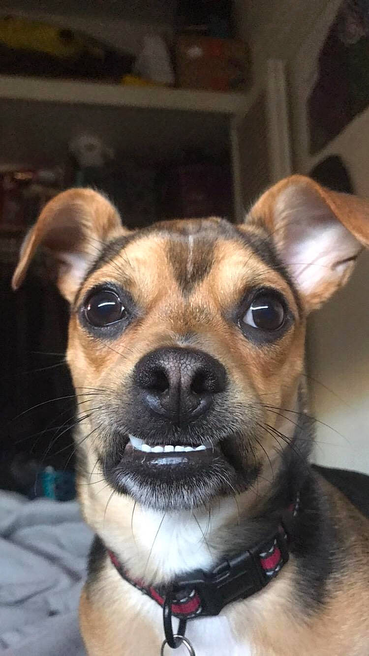 Remi joined the competition — help win amazing prizes! beige, canidae, carnivore, collar, dog, dog_breed, dog_collar, dog_supply, fawn, fur, iris, liver, pet_supply, snout, whiskers, working_animal