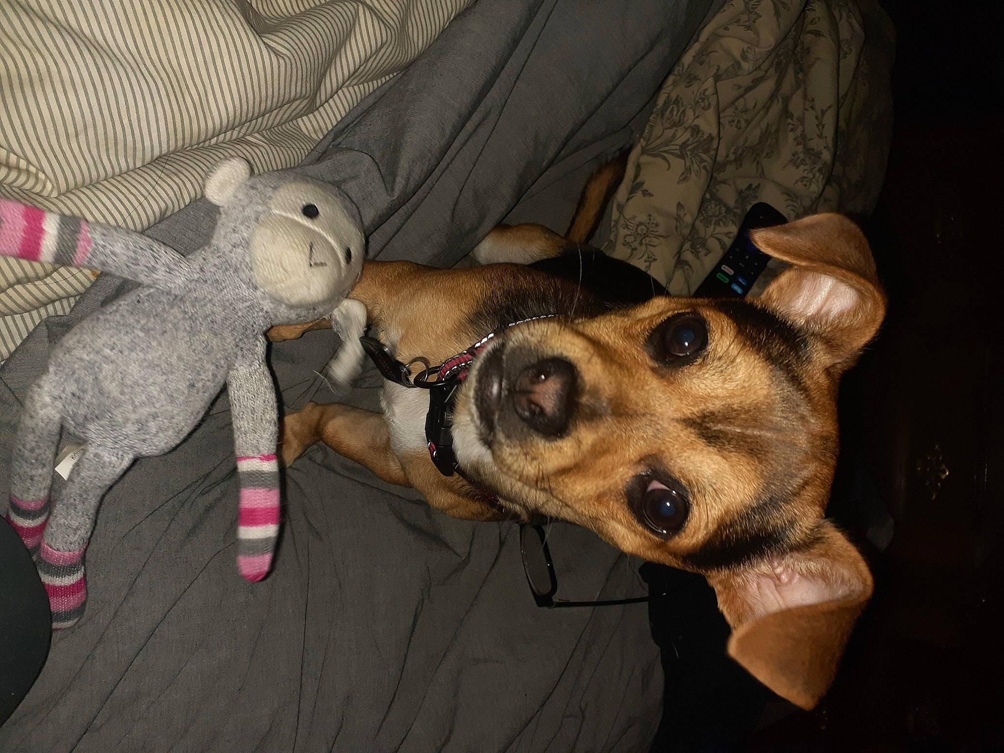 Remi is registered to the contest to win money with this photo: baby_toys, canidae, carnivore, collar, companion_dog, dog, dog_breed, dog_collar, dog_supply, fawn, fur, hunting_dog, pet_supply, plush, police_dog, snout, sporting_group, stuffed_toy, toy, working_animal