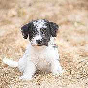Bali a rejoint le concours — aidez-le/la à gagner de superbes lots ! puppy, dog, black_and_white, scruffy, sitting, outdoors, grass, dry_grass, animal, pet, cute, portrait, front_view, floppy_ears, white_fur, black_fur, facial_markings, natural_light, rural, ground