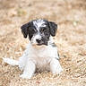 puppy, dog, black_and_white, scruffy, sitting, outdoors, grass, dry_grass, animal, pet, cute, portrait, front_view, floppy_ears, white_fur, black_fur, facial_markings, natural_light, rural, ground