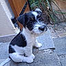 Bali participe au concours pour gagner de l'argent avec cette photo : puppy, dog, black_and_white, sitting, outdoors, stone_steps, patio, garden, plant, wooden_door, wall, terrace, fur, muzzle, ears, tail, pet, portrait, cute, natural_light