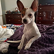 Scarlett Meadow joined the competition — help win amazing prizes! animal, bed, blanket, brown_spots, cozy, curious, cute, dog, dresser, ears, furniture, home, indoor, paw, pet, sitting, small_dog, tail, television, white_dog