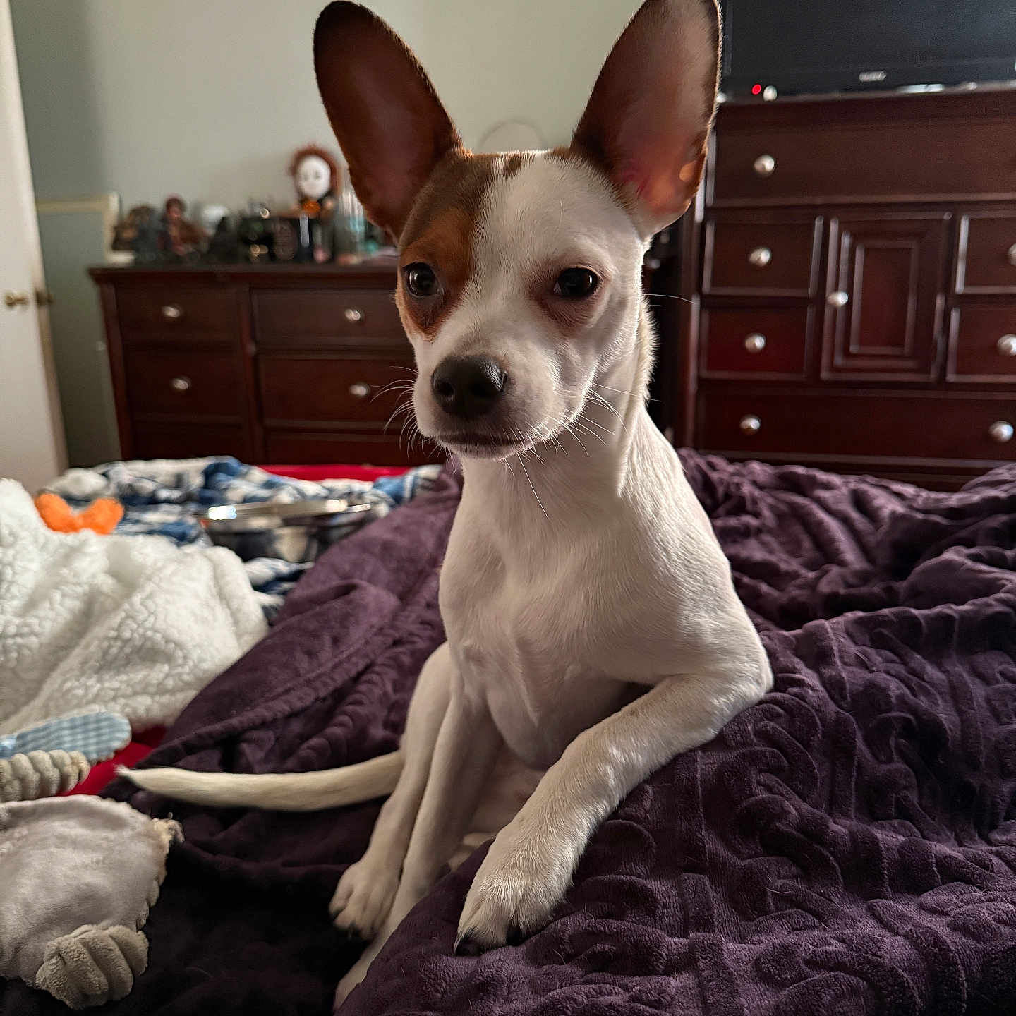 Scarlett Meadow joined the competition — help win amazing prizes! animal, bed, blanket, brown_spots, cozy, curious, cute, dog, dresser, ears, furniture, home, indoor, paw, pet, sitting, small_dog, tail, television, white_dog