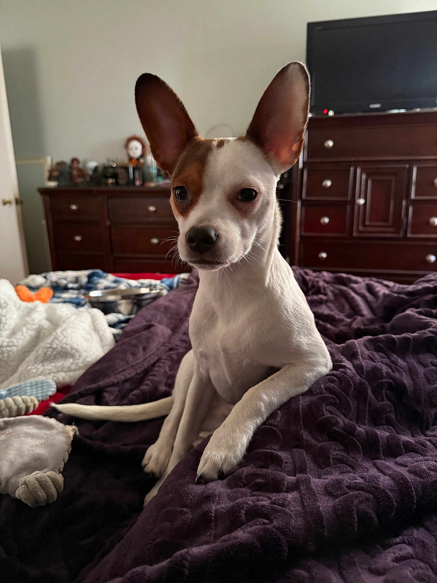Scarlett Meadow joined the competition — help win amazing prizes! animal, bed, blanket, brown_spots, cozy, curious, cute, dog, dresser, ears, furniture, home, indoor, paw, pet, sitting, small_dog, tail, television, white_dog