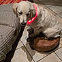 animal, blanket, calm, companion, couch, cozy, cushion, dog, domestic, floor_tiles, fur, glowing_collar, home, indoor, pet, quiet, relaxed, shadow, sitting, white_dog