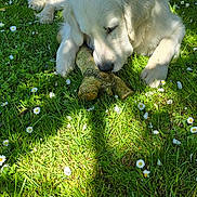 Alto participe au concours pour gagner de l'argent avec cette photo : animal, canine, chewing, cute, daylight, dog, flowers, garden, grass, greenery, nature, outdoor, pet, playful, relaxing, shadow, summer, sunlight, toy, white_dog