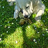 animal, canine, chewing, cute, daylight, dog, flowers, garden, grass, greenery, nature, outdoor, pet, playful, relaxing, shadow, summer, sunlight, toy, white_dog