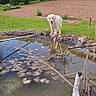 Alto a rejoint le concours — aidez-le/la à gagner de superbes lots ! animal, curious, dog, garden, golden_retriever, grass, greenery, nature, outdoor, pet, plants, pond, reflection, rocks, shrubbery, trees, water, water_lilies, wooden_bird_sculpture, yard