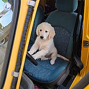 Alto a rejoint le concours — aidez-le/la à gagner de superbes lots ! puppy, dog, golden_retriever, vehicle, car, driver_seat, steering_wheel, yellow, blue_seat, interior, pet, cute, animal, young_dog, curious, sitting, front_seat, seatbelt, floor_mat, fire_extinguisher