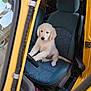 puppy, dog, golden_retriever, vehicle, car, driver_seat, steering_wheel, yellow, blue_seat, interior, pet, cute, animal, young_dog, curious, sitting, front_seat, seatbelt, floor_mat, fire_extinguisher