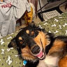 dog, bed, blanket, snoopy, black_fur, tan_fur, pet, happy, tongue_out, lying_down, indoor, curtains, suitcase, clothing, relaxed, playful, canine, fur, mammal, domestic_animal