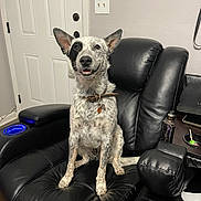 Dallas joined the competition — help win amazing prizes! black_and_white, canine, collar, companion, cute, dog, domestic_animal, door, ear_up, furniture, happy, home, indoor, leather_chair, living_room, looking_up, pet, recliner, seated, smiling