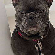 Blue is registered to the contest to win money with this photo: dog, french_bulldog, pet, indoor, collar, key, wall, floor, sitting, looking_at_camera, animal, canine, portrait, short_hair, ears_up, companion, domestic_animal, brown_floor, white_wall, stoic_expression