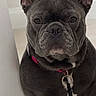 dog, french_bulldog, pet, indoor, collar, key, wall, floor, sitting, looking_at_camera, animal, canine, portrait, short_hair, ears_up, companion, domestic_animal, brown_floor, white_wall, stoic_expression