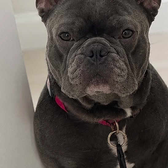 Blue is registered to the contest to win money with this photo: dog, french_bulldog, pet, indoor, collar, key, wall, floor, sitting, looking_at_camera, animal, canine, portrait, short_hair, ears_up, companion, domestic_animal, brown_floor, white_wall, stoic_expression