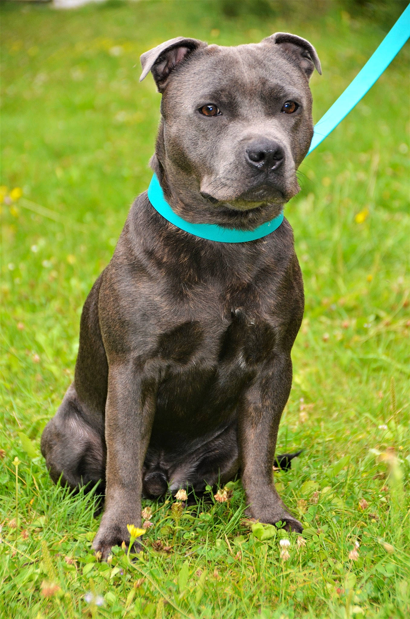 Jax participe au concours pour gagner de l'argent avec cette photo : ancient_dog_breeds, carnivore, collar, companion_dog, dog, dog_breed, dog_collar, fur, grass, liver, mexican_hairless_dog, pet_supply, plant, sporting_group, terrestrial_animal, whiskers, working_animal, working_dog