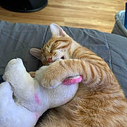 Tiger is registered to the contest to win money with this photo: cat, orange_tabby, sleeping, stuffed_animal, hugging, bed, blanket, indoor, feline, pet, cozy, cute, fur, whiskers, pink, toy, relaxed, nap, domestic_animal, comfort