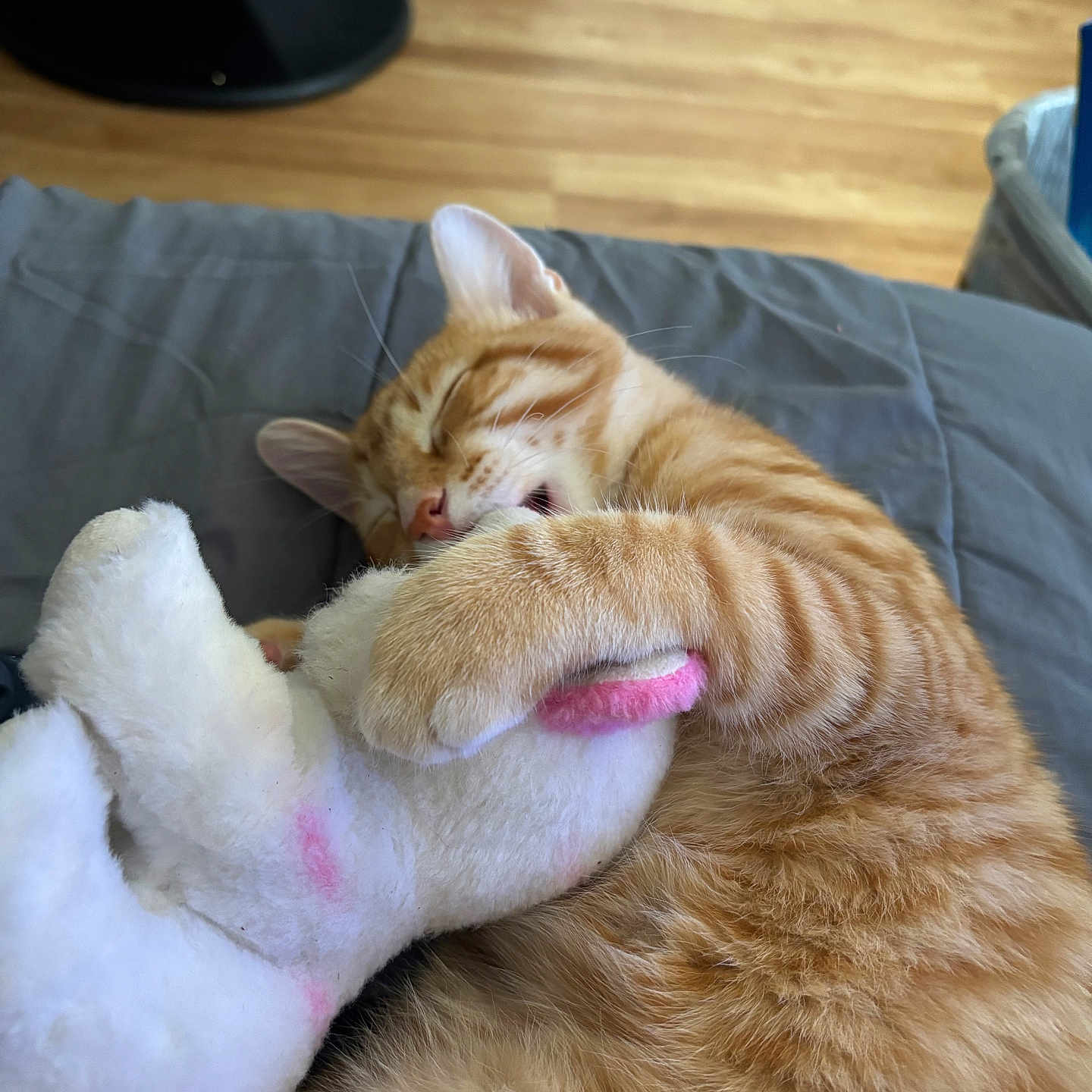 Tiger is registered to the contest to win money with this photo: bed, blanket, cat, comfort, cozy, cute, domestic_animal, feline, fur, hugging, indoor, nap, orange_tabby, pet, pink, relaxed, sleeping, stuffed_animal, toy, whiskers