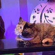 Biscuit is registered to the contest to win money with this photo: cat, fluffy, two_toned, purple_lighting, decorative_lamp, pumpkin, table, indoor, pet, feline, relaxed, cute, animal, domestic, fur, collar, shadow, cozy, autumn, still_life