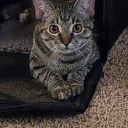 Tabby is registered to the contest to win money with this photo: cat, tabby, feline, pet, animal, portrait, close_up, whiskers, ears, eyes, paws, fur, striped_fur, sitting, couch, sofa, indoor, home, cozy, alert