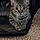 Tabby