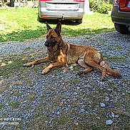 Eden a rejoint le concours — aidez-le/la à gagner de superbes lots ! dog, german_shepherd, outdoor, grass, gravel, car, vehicle, parked_car, sunlight, shadow, nature, pet, animal, canine, resting, summer, daytime, ground, tree, license_plate