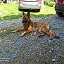 dog, german_shepherd, outdoor, grass, gravel, car, vehicle, parked_car, sunlight, shadow, nature, pet, animal, canine, resting, summer, daytime, ground, tree, license_plate