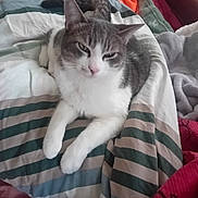 Fleuky participe au concours pour gagner de l'argent avec cette photo : cat, bed, blanket, striped, feline, resting, indoor, pet, white, gray, fur, paw, tail, comfort, sleepy, animal, cute, relaxed, domestic, cozy