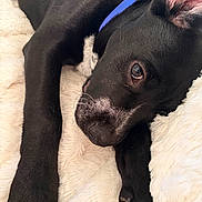 Dice joined the competition — help win amazing prizes! animal, black_dog, blanket, blue_collar, close_up, cute, dog, fluffy, fur, indoors, lying_down, nose, paw, pet, puppy, resting, sleepy, soft_texture, whiskers, young_dog