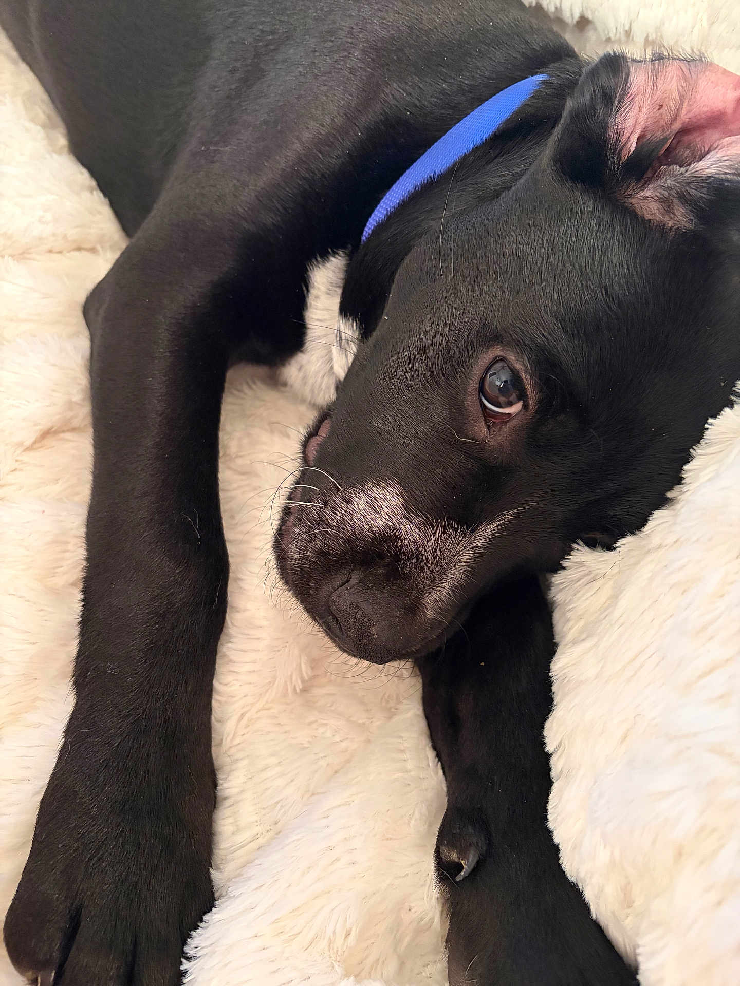 Dice joined the competition — help win amazing prizes! animal, black_dog, blanket, blue_collar, close_up, cute, dog, fluffy, fur, indoors, lying_down, nose, paw, pet, puppy, resting, sleepy, soft_texture, whiskers, young_dog