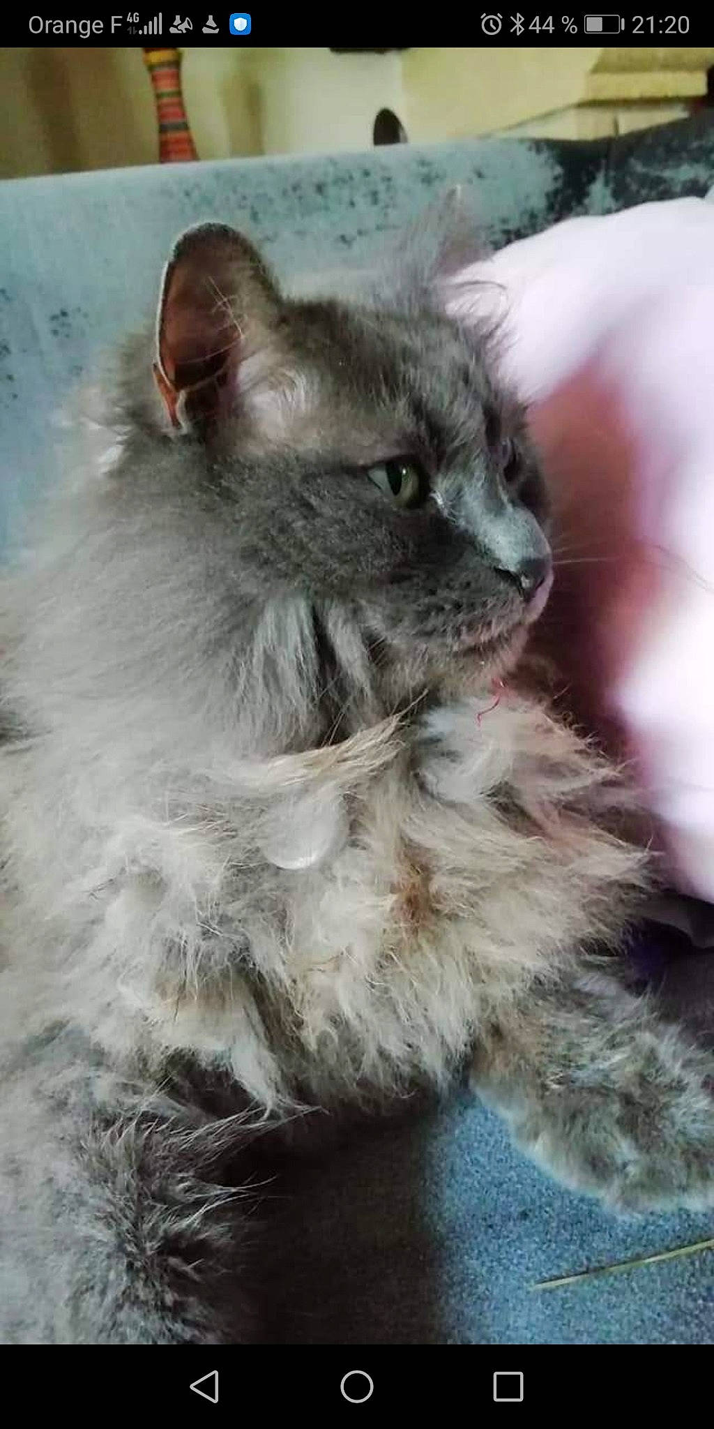 Gryffondor a rejoint le concours — aidez-le/la à gagner de superbes lots ! british_longhair, carnivore, cat, felidae, kitten, laperm, mammal, nebelung, oriental_longhair, small_to_medium_sized_cats, snout, vertebrate, whiskers