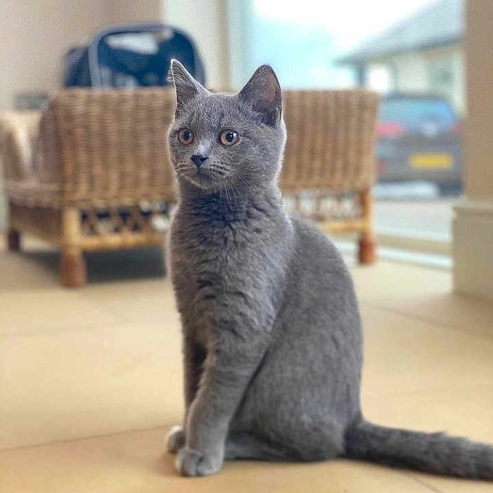 Câline