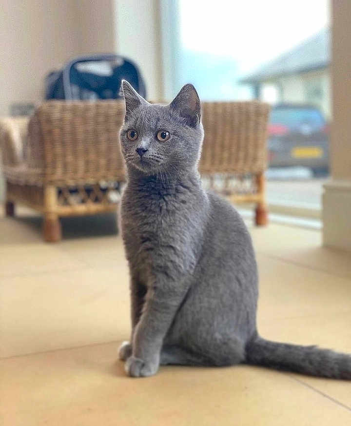 Câline
