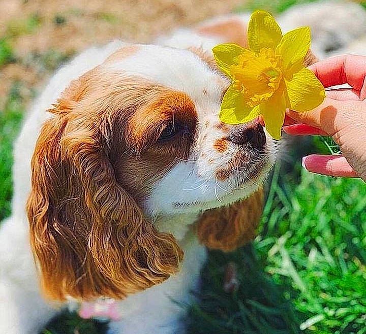 Magnola participe au concours pour gagner de l'argent avec cette photo : carnivore, cavalier_king_charles_spaniel, close_up, companion_dog, dog, dog_breed, fawn, flower, grass, happy, king_charles_spaniel, liver, people_in_nature, petal, plant, snout, spaniel, sporting_group, terrestrial_plant, whiskers
