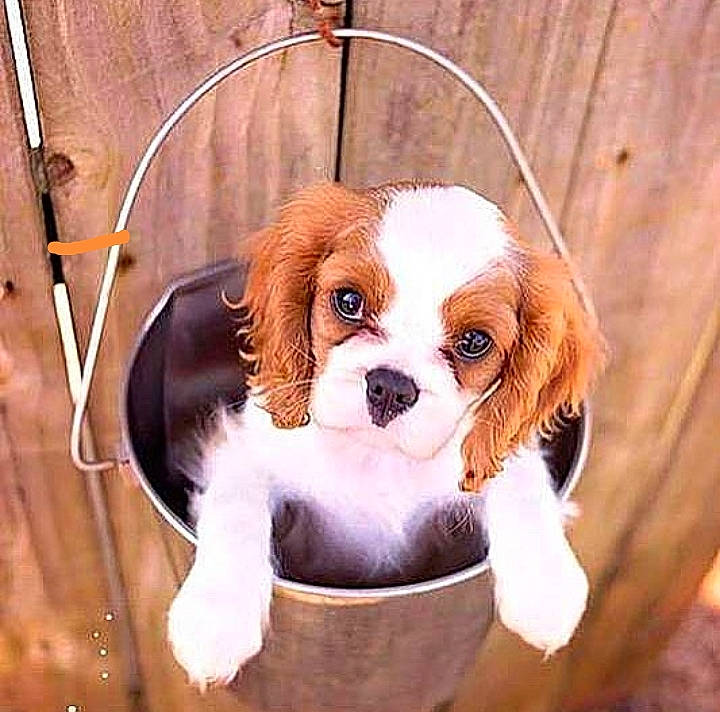 Magnola a rejoint le concours — aidez-le/la à gagner de superbes lots ! canidae, carnivore, cavalier_king_charles_spaniel, companion_dog, dog, dog_breed, dog_supply, fawn, fur, king_charles_spaniel, liver, pet_supply, snout, spaniel, sporting_group, toy, toy_dog, whiskers, wood, working_animal